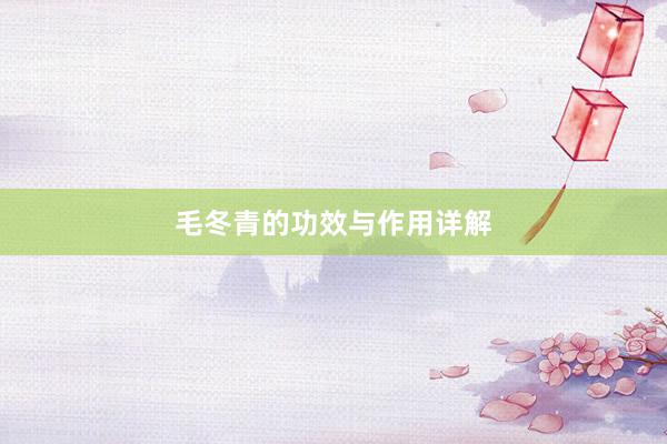 毛冬青的功效与作用详解